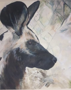 Wild Dog in captivity dreams of escaping the breeding program.